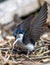 Tree Swallow Collecting Nesting Material