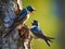 Tree Swallow Feeding Babies  Made With Generative AI illustration