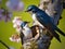 Tree Swallow feeding juveniles