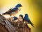 Tree Swallow feeding juveniles