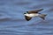 Tree Swallow in Flight