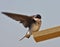 Tree Swallow(iridoprone bicolor)