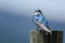 Tree Swallow Making Direct Eye Contact While Perched atop a Weathered Wooden Post