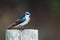 Tree Swallow Perched atop a Weathered Wooden Post