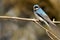 Tree Swallow Perched on a Branch