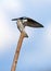 Tree Swallow perched on a Cattail with a cloudy Blue sky background