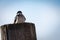 Tree Swallow perched on Fence Post