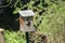 A tree swallow perched just outside the entrance of a bird house