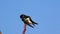 Tree Swallow perched left preens feathers and wings blue sk
