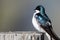 Tree Swallow Perched on an Old Weathered Wooden Fence Post