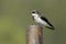 Tree swallow perched on a pole