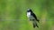 A tree swallow perched on a wire