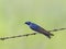 A Tree swallow perched on a wire in Ottawa, Canada