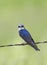 A Tree swallow perched on a wire in Ottawa, Canada