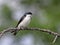 Tree Swallow Profile