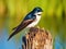 Tree Swallow on a stump