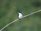 Tree Swallow, Tachycineta bicolor, perched on a branch