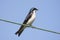 Tree Swallow on a wire