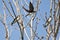 Tree Swallows Landing in a Tree