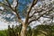 tree Swamp Birch & x28;Betula pumila