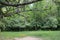 Tree Swing in Forest Clearing