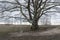 Tree with swing ropes on south recreational trail, Richmond