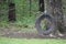 Tree Swing, Rubber Tire hanging from a tall oak