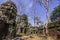 Tree in Ta Phrom, Angkor Wat, Cambodia, Asia.