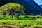 Tree and taro field in the Waipio Valley Hawaii