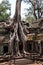 Tree of the Temple Ruins of Ankor Wat Complex