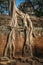 Tree on a temple wall