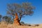 Tree and termite mound