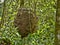 Tree termite mound on tree branch in rain forest, Belize