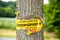 Tree with text vorsicht allergiegefahr durch eichenprozessionsspinner Raupen und Nester nicht berÃ¼hren, in englisch beware of