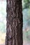 Tree texture, Neem tree trunk, wooden texture forest, wildlife nature wood