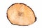Tree texture slice annual ring circle wood isolate on white background