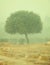 Tree in a thick morning fog - smog