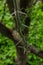 Tree thorns with green leaves around.