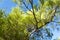 Tree with thorny branches closeup.