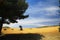 Tree throwing shadow on dry field on high plain of Sierra Nevada, province Andalusia, Spain