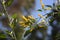 Tree tobacco Nicotiana glauca flowers