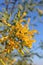 Tree Tobacco (Nicotiana glauca) lush yellow bloming flower branch on the blue sky background