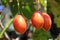 Tree Tomato Cyphomandra betacea