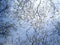 Tree top branches with new leaves on spring sky