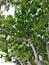 Tree top of exotic tropical tree on Mindoro, Philippine Island