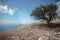 A tree on top of the Ilyas-Kaya mountain in Crimea. Sea view. Rest, travel, adventure