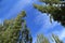 Tree top over blue sky background, gree tree top against blue sky on a sunny day