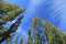 Tree top over blue sky background, gree tree top against blue sky on a sunny day