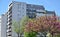 Tree Top in Spring with Residential Building