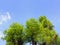 Tree Tops Against The Blue Sky